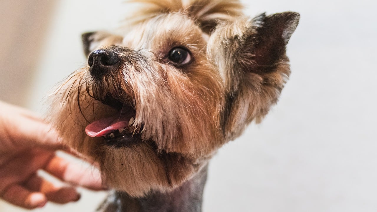 The Importance of Grooming for Pet Socialization